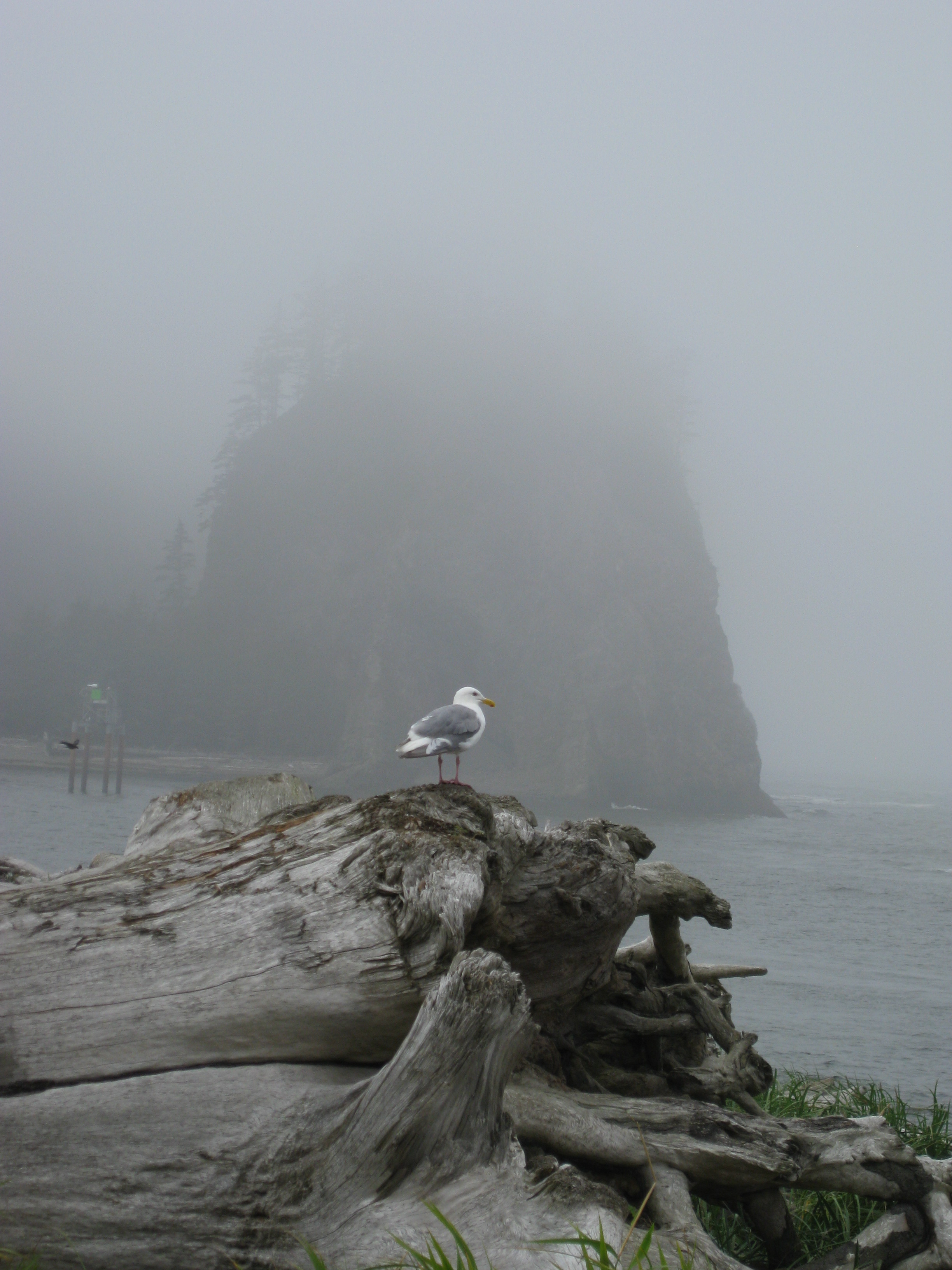 Olympic NP